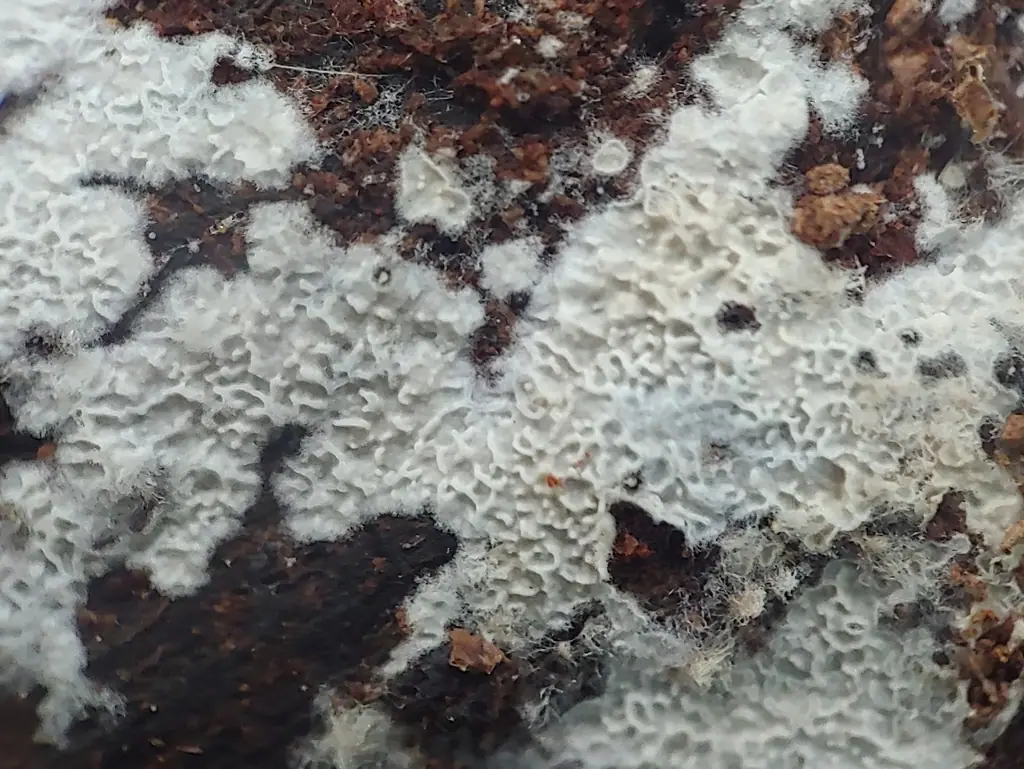 Strzępkoząb kolczastopory (Hyphodontia latitans)