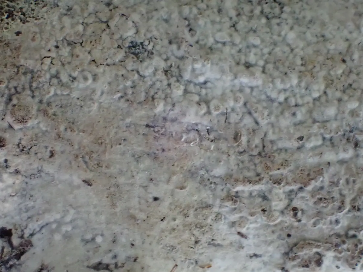 Strzępniczek wrzecionowatozarodnikowy (Thanatephorus fusisporus)