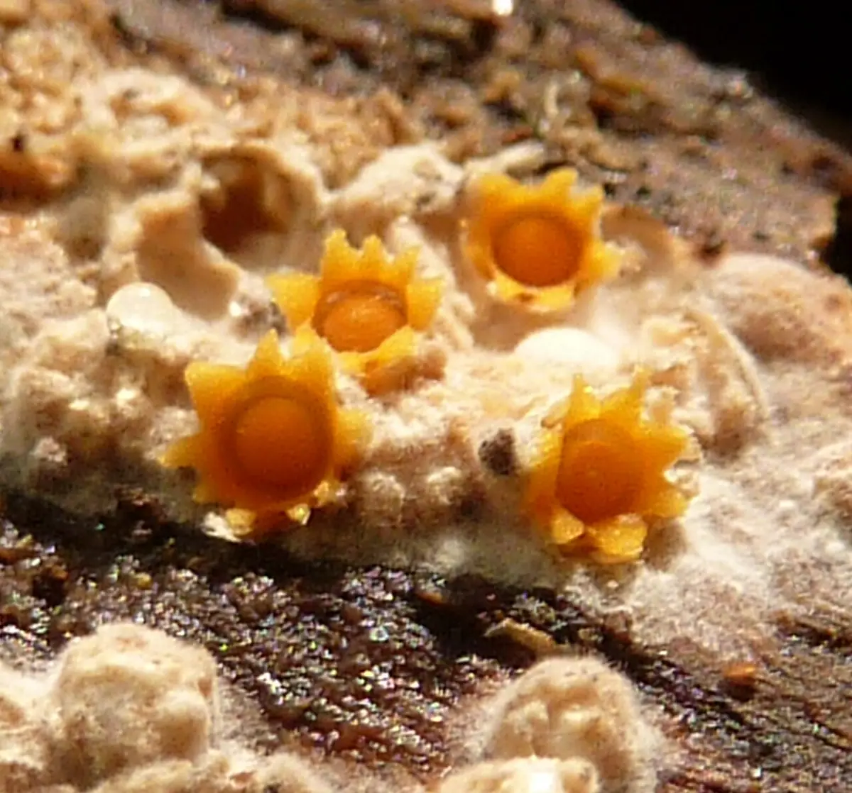 Strzykacz gwiazdkowaty (Sphaerobolus stellatus) — zdjęcie 1 z 4