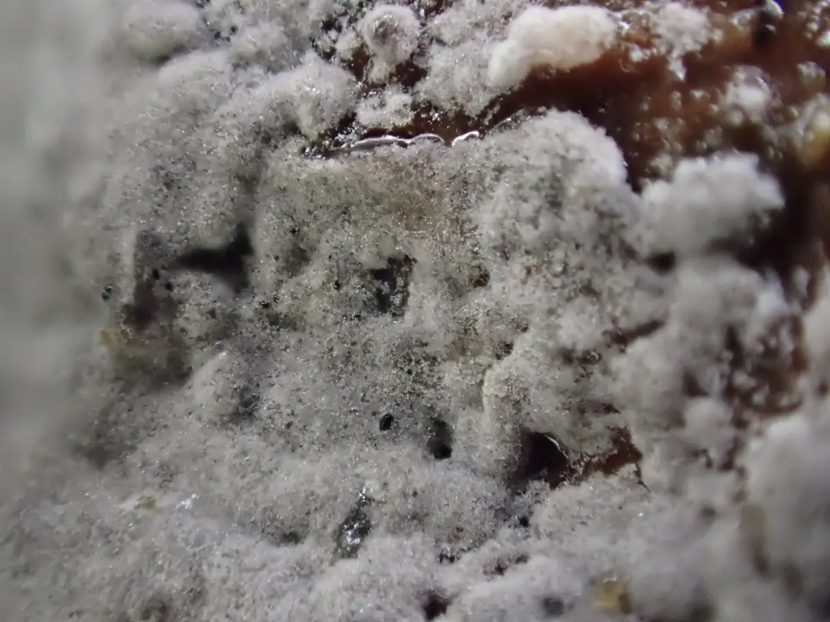 Stułbiówka fioletowawa (Scotomyces subviolaceus) — zdjęcie 1 z 3