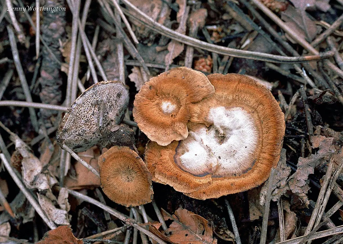 Stułka piaskowa (Coltricia perennis) — zdjęcie 1 z 4