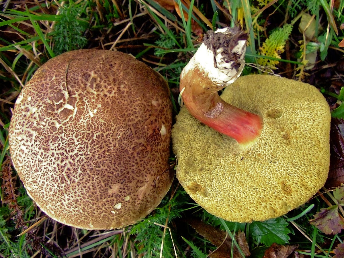 Suchogrzybek złotopory (Xerocomellus chrysenteron) — zdjęcie 1 z 4