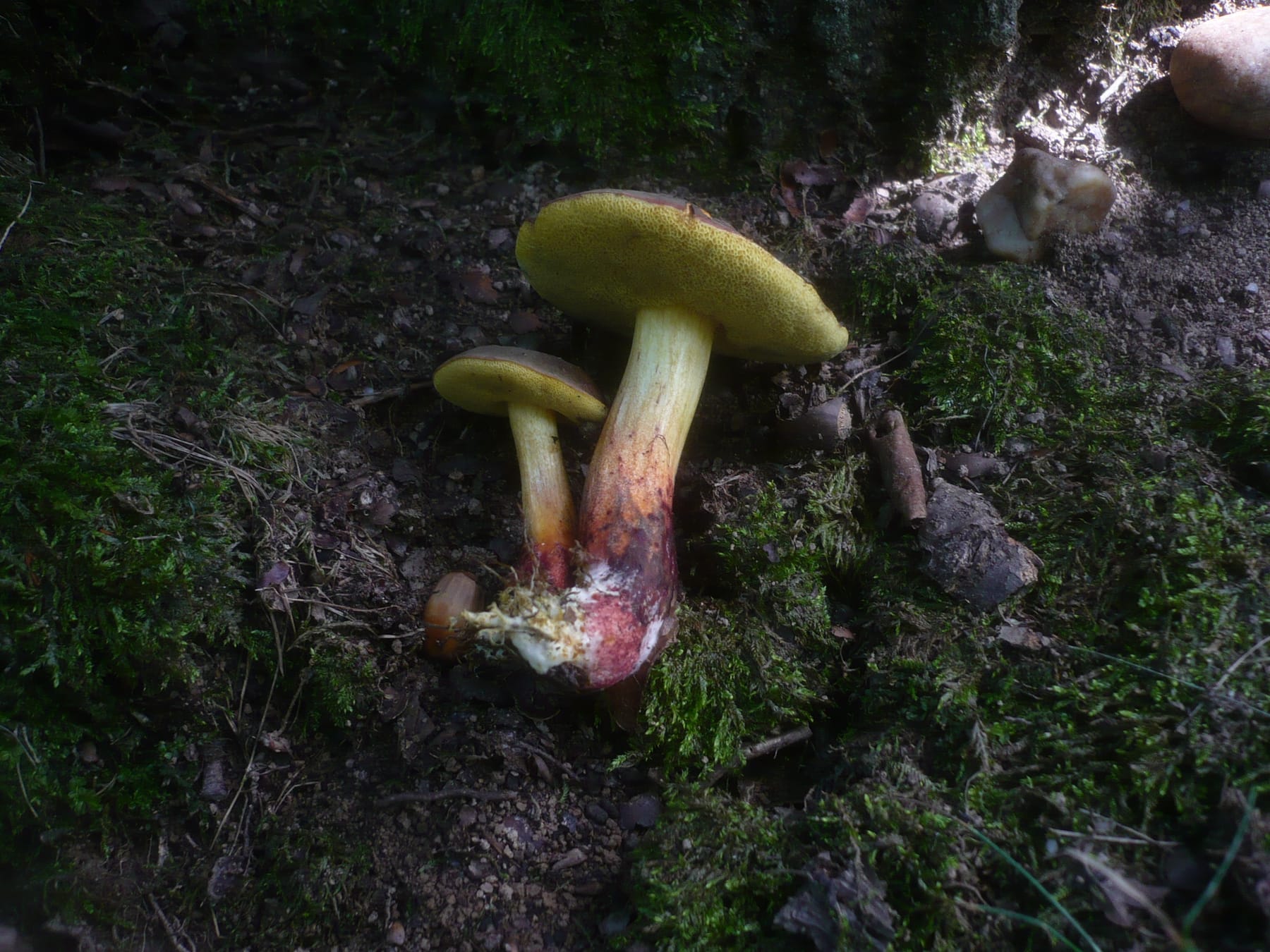 Suchogrzybek zmienny (Xerocomellus cisalpinus) — zdjęcie 1 z 4