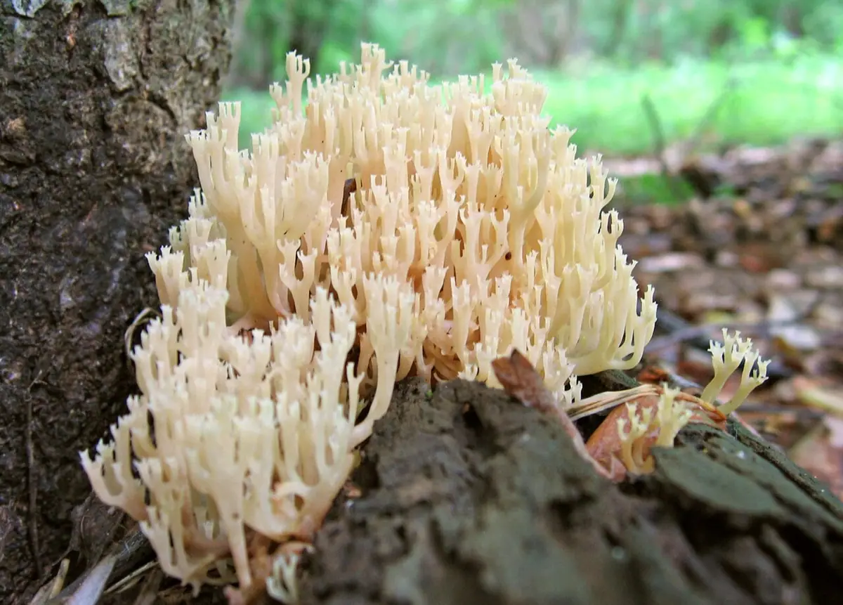 Świecznica rozgałęziona (Artomyces pyxidatus) — zdjęcie 1 z 4