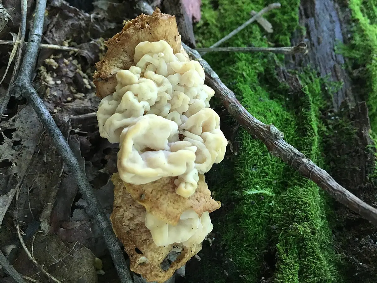 Syzygospora mycetophila — zdjęcie 1 z 4