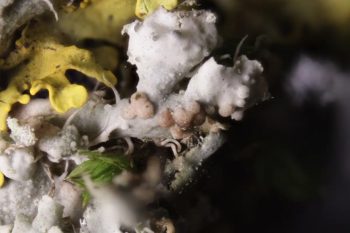Syzygospora obrostowa (Syzygospora physciacearum) — zdjęcie 1 z 4