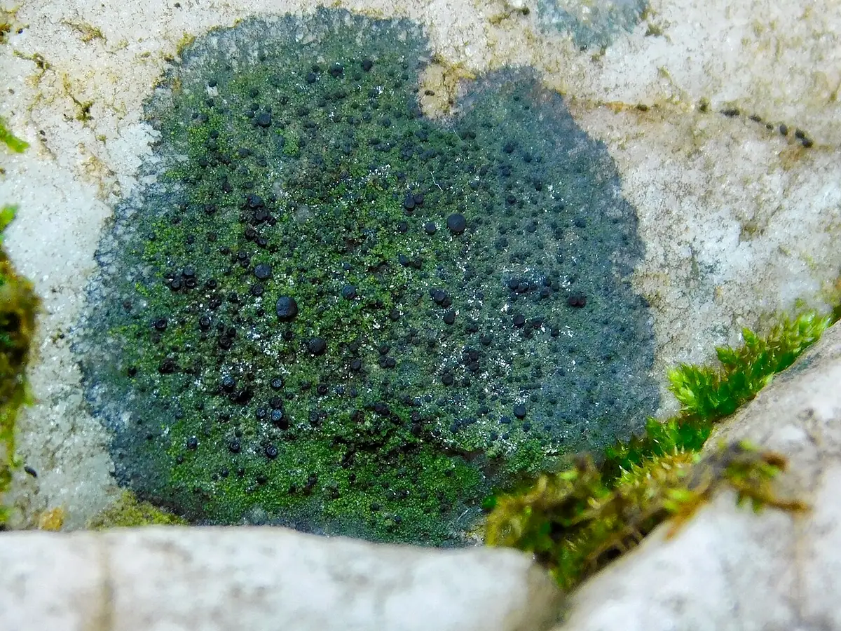 Szadziec skręcony (Scoliciosporum umbrinum) — zdjęcie 1 z 4