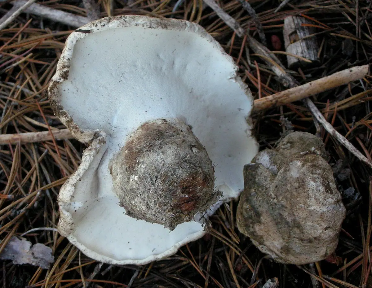 Szaraczek sosnowy (Boletopsis grisea) — zdjęcie 1 z 4