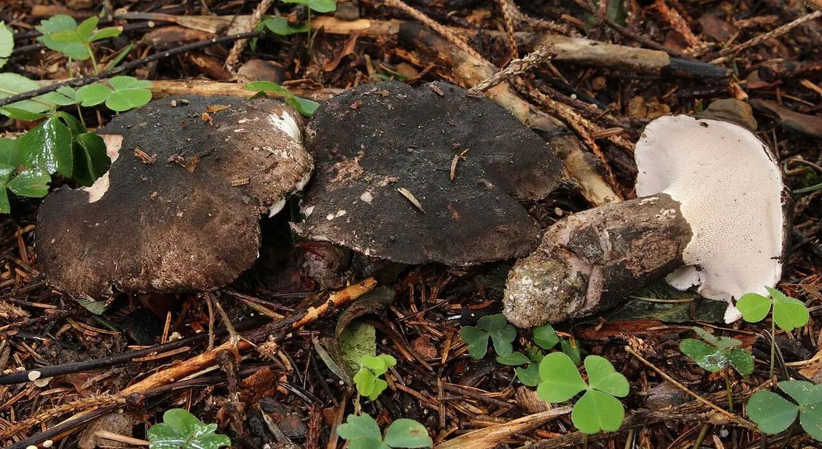 Szaraczek świerkowy (Boletopsis leucomelaena)