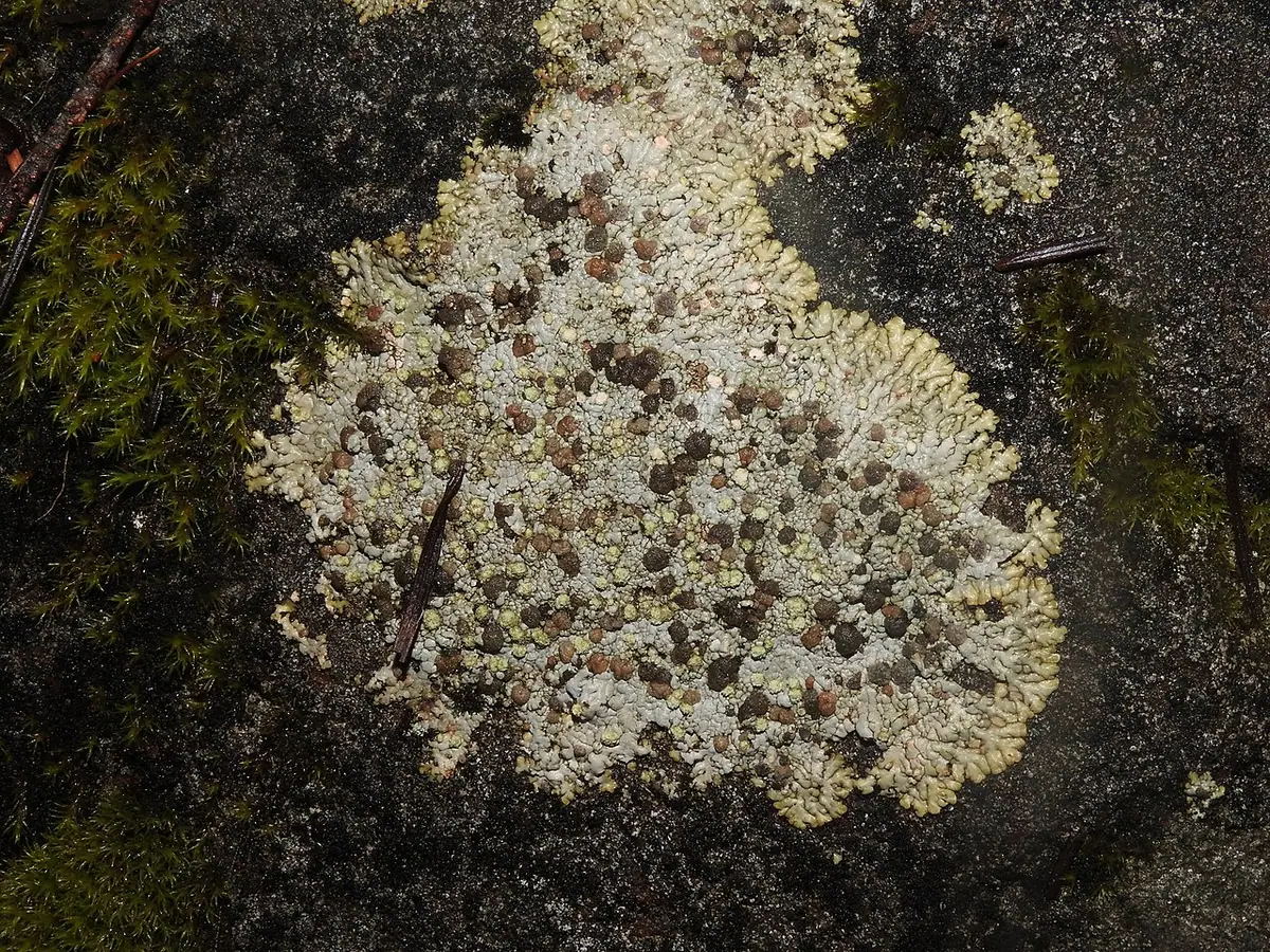 Szarek gruzełkowaty (Trapeliopsis granulosa) — zdjęcie 1 z 4