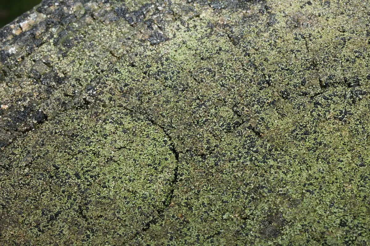 Szarek pogięty (Trapeliopsis flexuosa) — zdjęcie 1 z 4