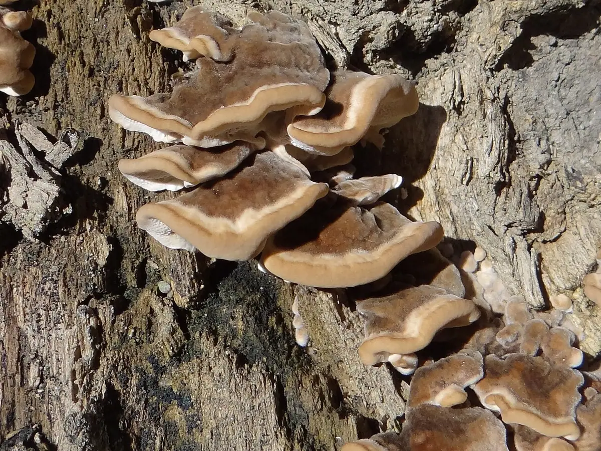 Szaroporka odymiona (Bjerkandera fumosa) — zdjęcie 1 z 4