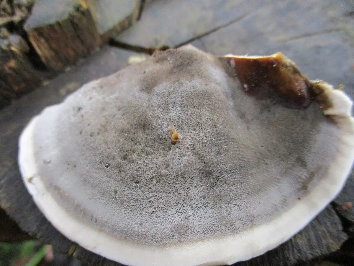 Szaroporka podpalana (Bjerkandera adusta) — zdjęcie 1 z 4