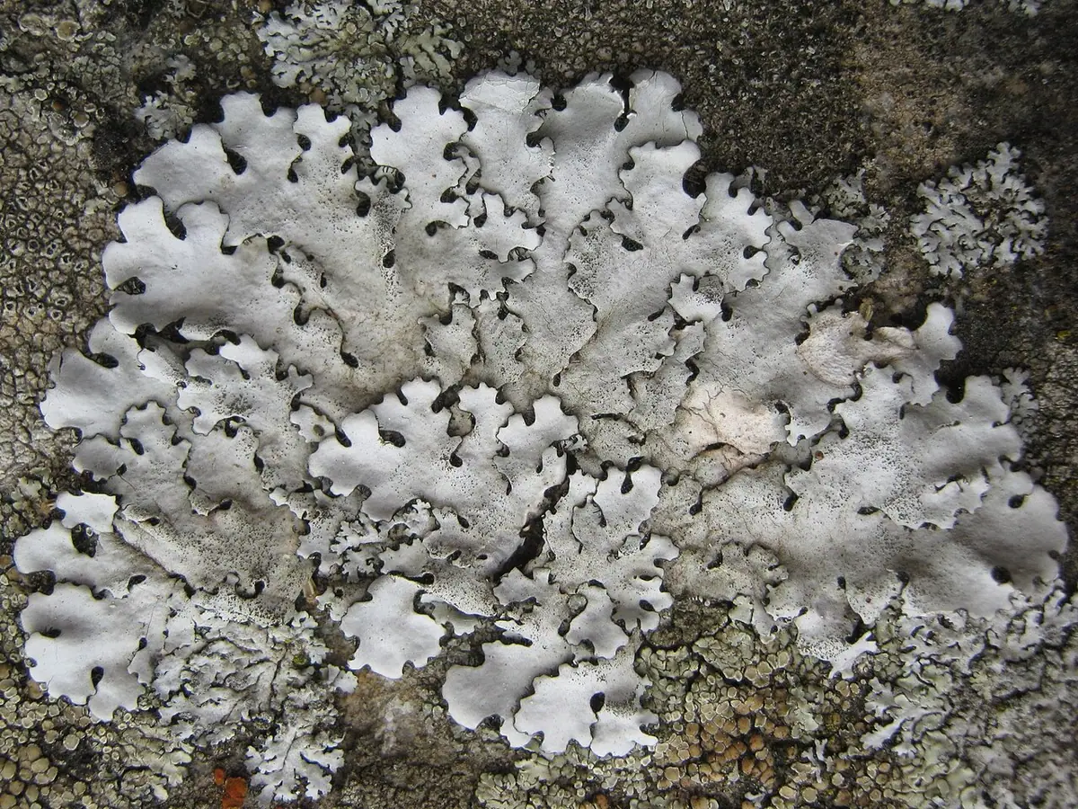 Szarzynka brodawkowata (Parmelina pastillifera) — zdjęcie 1 z 4