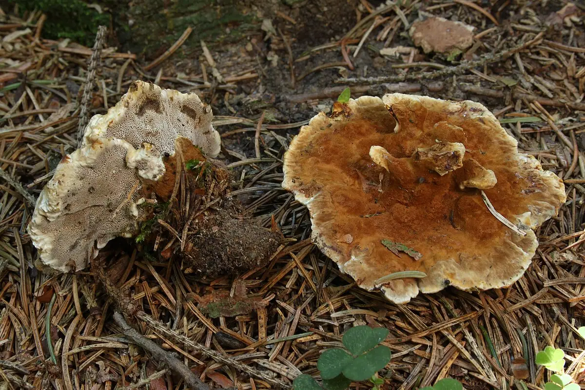 Szczeciniak filcowaty (Onnia tomentosa) — zdjęcie 1 z 4