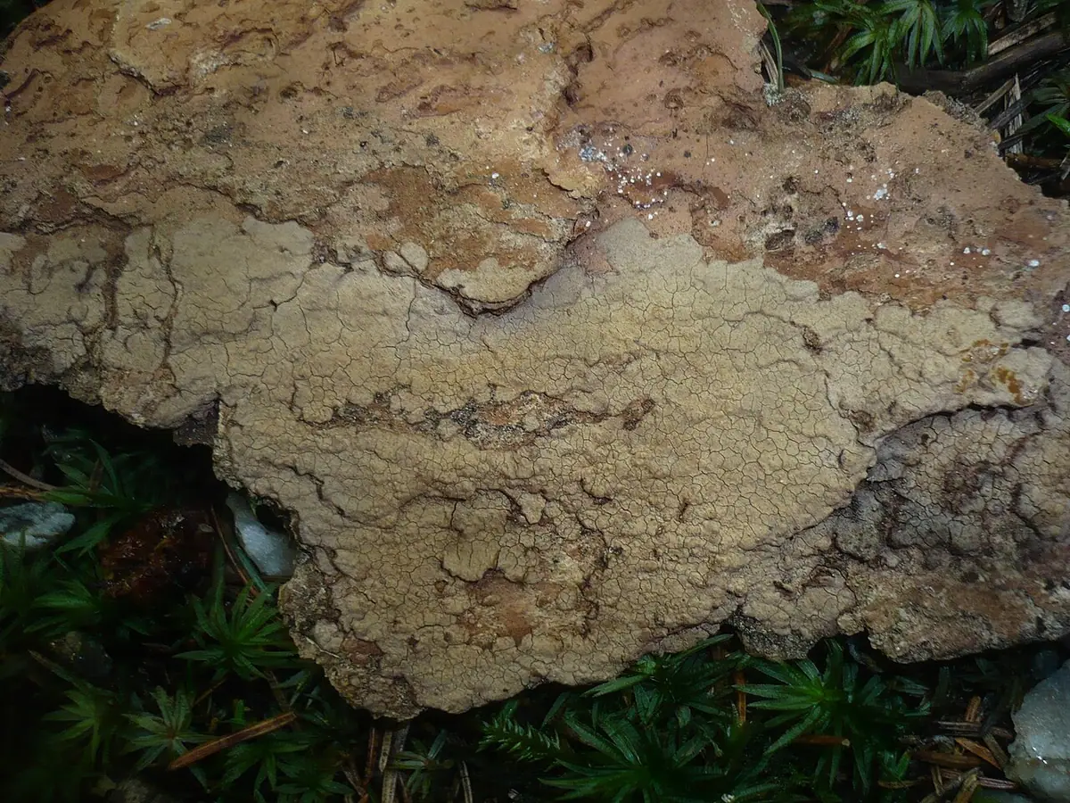 Szczeciniak jaworowy (Hymenochaete carpatica) — zdjęcie 1 z 3