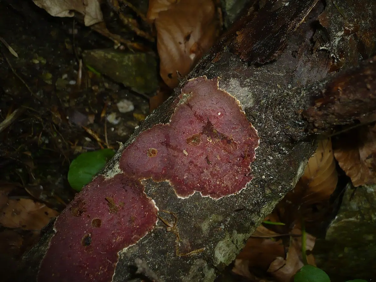 Szczeciniak jodłowy (Hymenochaete cruenta) — zdjęcie 1 z 4