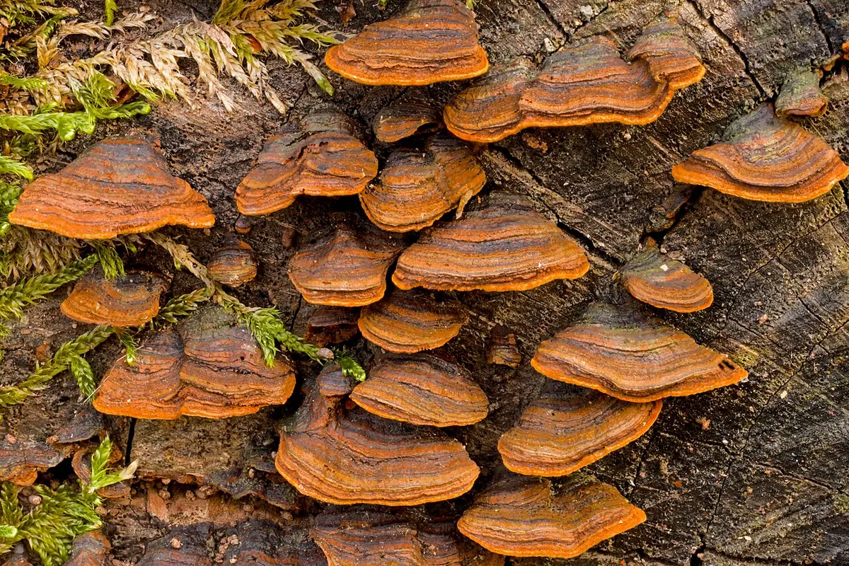 Szczeciniak rdzawy (Hymenochaete rubiginosa) — zdjęcie 1 z 4