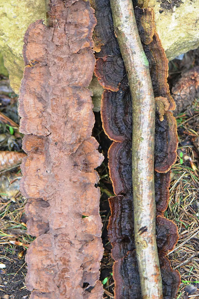 Szczecinkowiec tabaczkowy (Pseudochaete tabacina) — zdjęcie 1 z 4