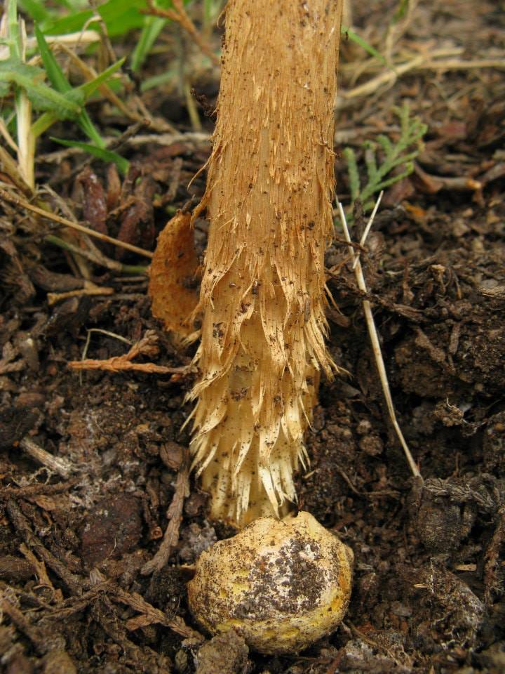 Szczudłówka piaskowa (Battarrea phalloides) — zdjęcie 1 z 4
