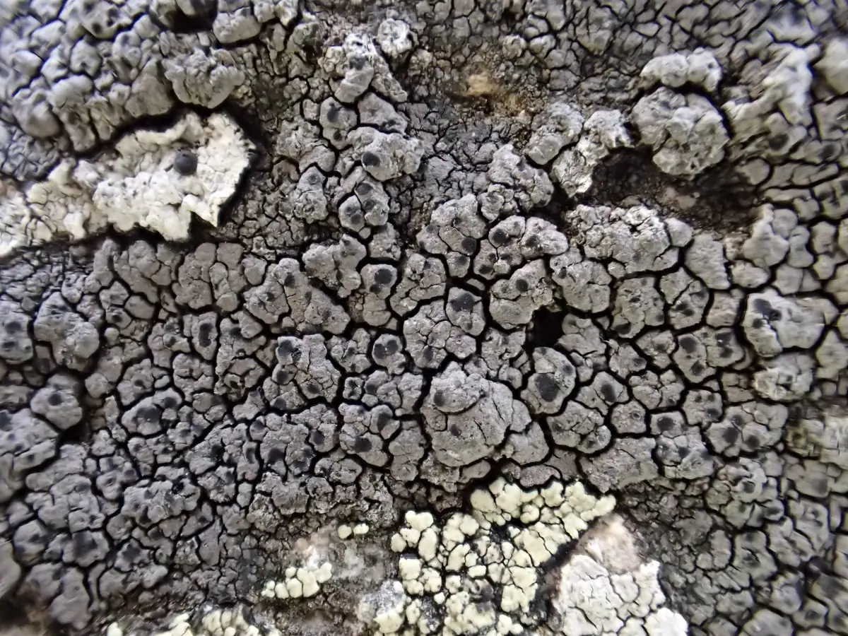 Szereria brunatnoszara (Schaereria fuscocinerea) — zdjęcie 1 z 2