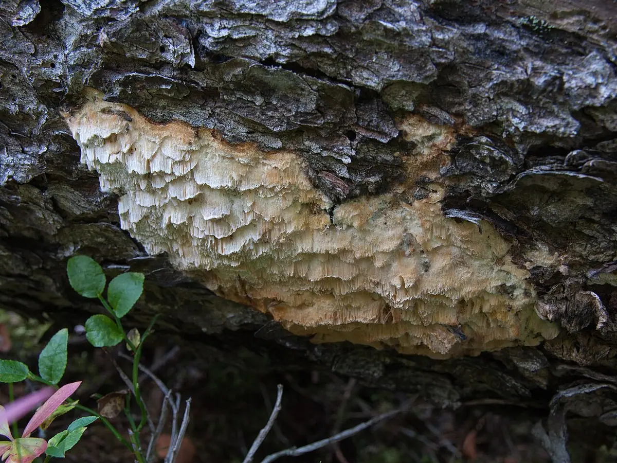 Szkieletnica wonna (Skeletocutis odora) — zdjęcie 1 z 4