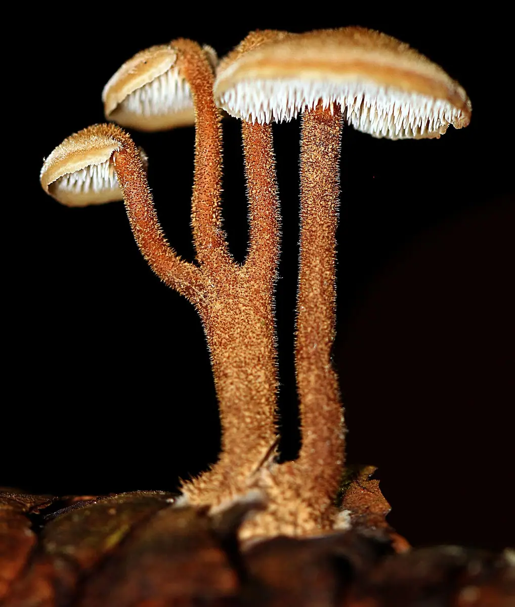 Szyszkolubka kolczasta (Auriscalpium vulgare) — zdjęcie 1 z 4