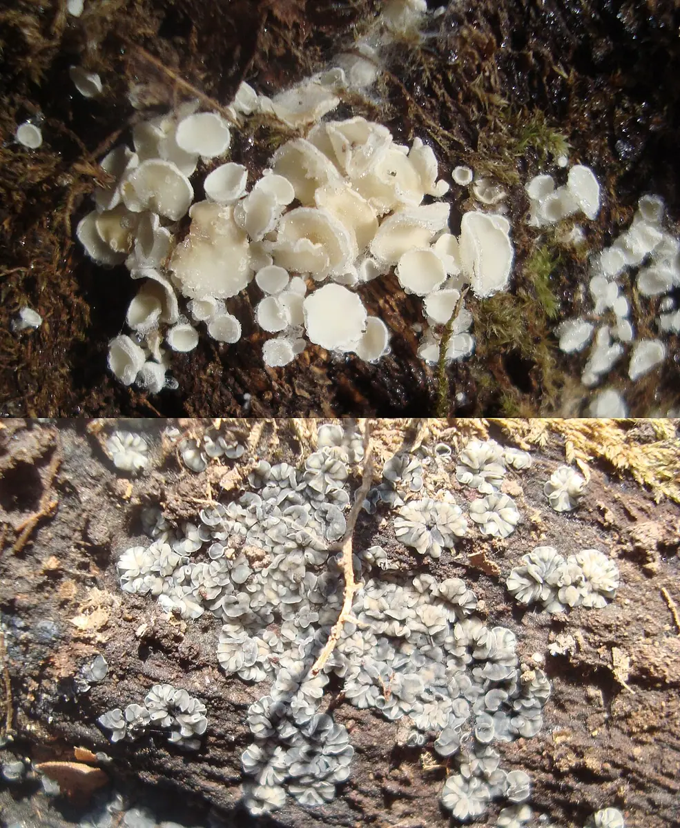 Tapesia fusca — zdjęcie 1 z 2