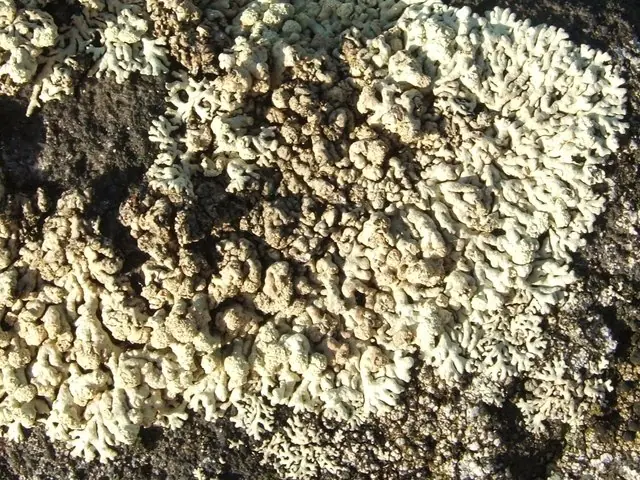 Tapetka pokrzywiona (Arctoparmelia incurva) — zdjęcie 1 z 4