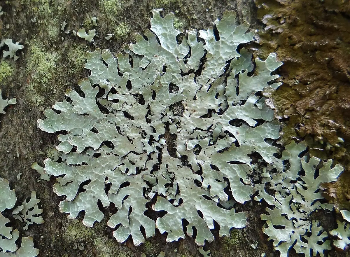 Tarczownica bruzdkowana (Parmelia sulcata) — zdjęcie 1 z 4