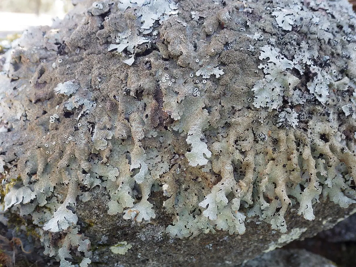 Tarczownica pogięta (Parmelia submontana) — zdjęcie 1 z 4