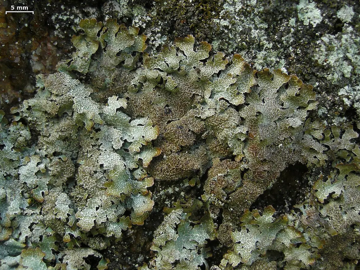 Tarczownica skalna (Parmelia saxatilis) — zdjęcie 1 z 4