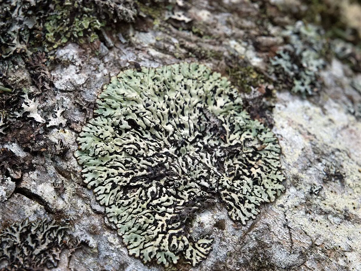 Tarczynka dziurkowana (Menegazzia terebrata) — zdjęcie 1 z 4