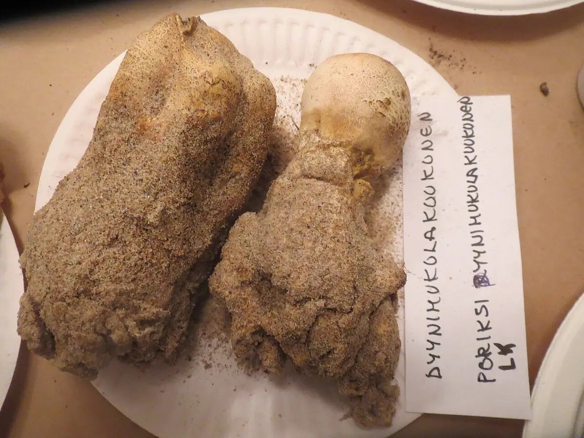 Tęgoskór korzeniasty (Scleroderma septentrionale) — zdjęcie 1 z 4
