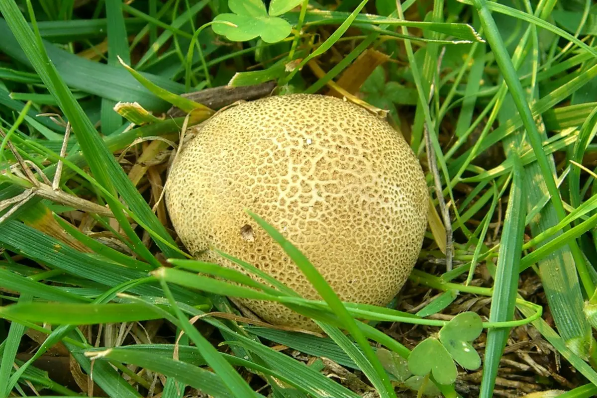 Tęgoskór lamparci (Scleroderma areolatum) — zdjęcie 1 z 4