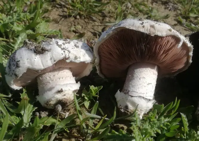 Agaricus gennadii
