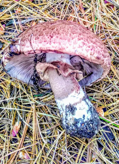 Agaricus haemorrhoidarius