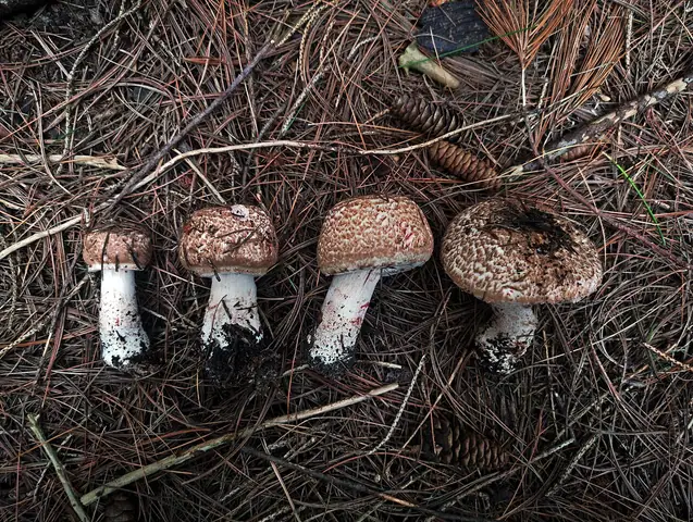 Agaricus squamuliferus