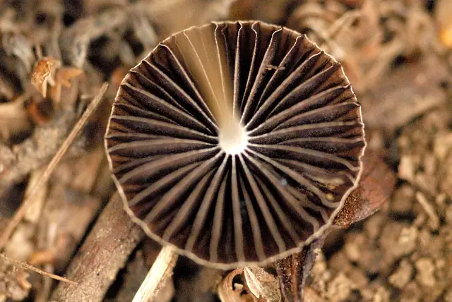 Agrocybe splendida