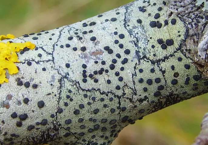 Amylka oliwkowa (Lecidella elaeochroma)