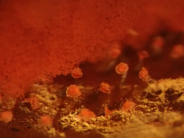Arcyria insignis