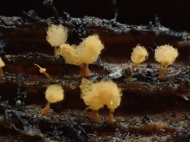 Arcyria pomiformis