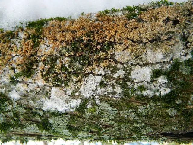 Atelia pajęczynowata (Athelia arachnoidea)