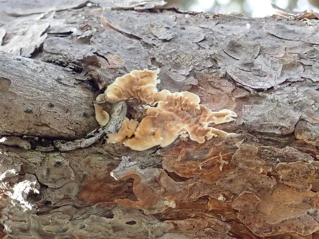 Auriculariopsis albomellea