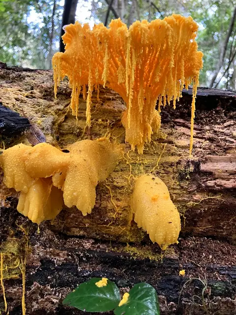 Badhamia spp.