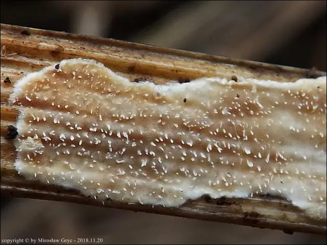 Bagnówka pałkowa (Epithele typhae)