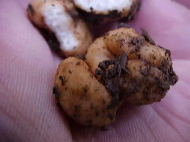 Barssja oregoneńska (Barssia oregonensis)
