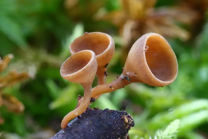 Baziówka wiosenna (Rutstroemia bolaris)