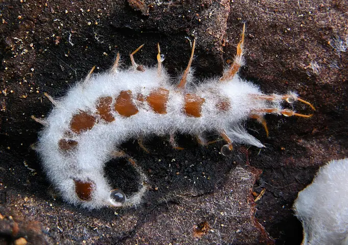 Beauveria bassiana