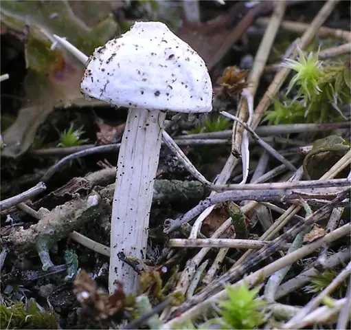 Berłóweczka czeska (Tulostoma kotlabae)